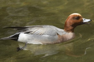Eurasian wigeon (Mareca penelope)