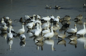 Snow goose (Anser caerulescens)