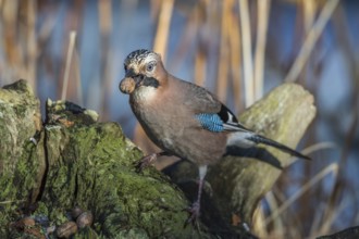 Eurasian jay - collects acorns (Garrulus glandarius)