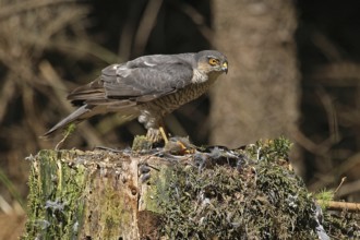 Sparrowhawk (Accipiter nisus)