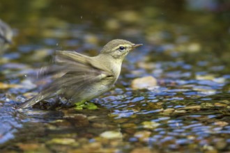 Willow warbler by a stream (Phylloscopus trochilus)