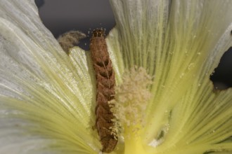 Caterpillar of the Fohkrauteule (Melanchra persicariae)