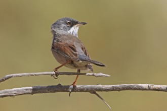 Spectacled warbler (Sylvia conspicillata)