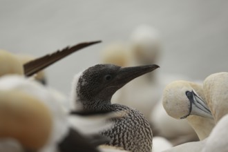 Northern gannet (Morus bassanus)