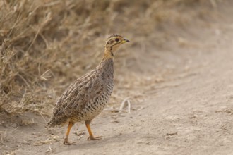Crested Francolin (Ortygornis sephaena)