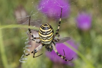 Zebra spider, wasp spider (Argiope bruennichi)