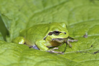 European tree frog - eats a snake (Hyla arborea)