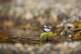Blue tit (Cyanistes caeruleus)