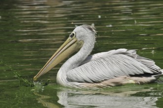 Rufous pelican (Pelecanus rufescens)