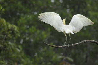Capped Heron (Pilherodius pileatus)