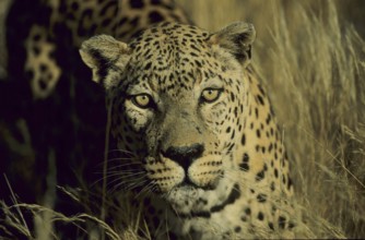 Leopard (Panthera pardus)