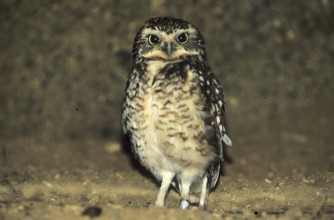 Burrowing owl (Athene cunicularia)