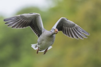 Greylag goose (Anser anser)