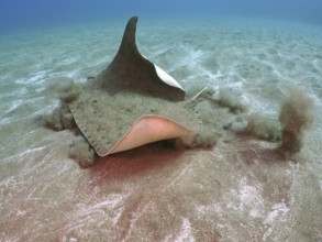 Butterfly ray (Gymnura altavela)