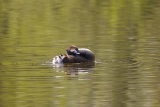 Great crested grebe, body care (Podiceps cristatus)