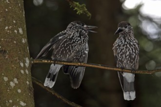 Nutcracker (Nucifraga caryocatactes)