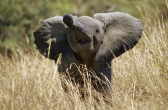 African elephant (Loxodonta africana)