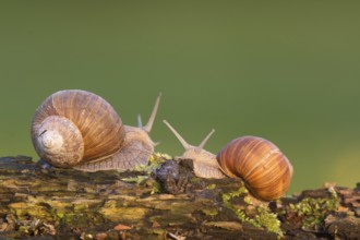 Vineyard snail (Helix pomatia)