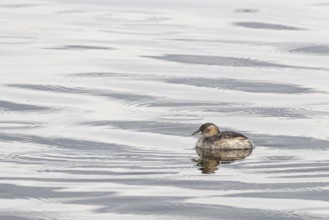 Little grebe (Tachybaptus ruficollis) swimming in a lake in Arusha National Park in Tanzania East