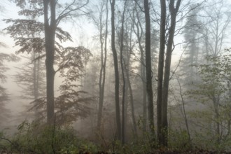 Autumn forest in the fog. Bas-Rhin, Collectivite europeenne d'Alsace, Grand Est, France