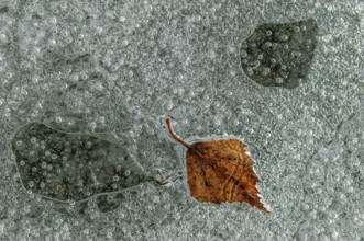 Air bubbles with a tree leaf trapped in the ice formed on a river by a freezing winter. Alsace,