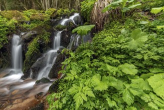 Waterfall in a mountain forest in springtime. Vosges, Alsace, France