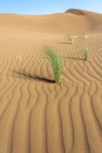 Drinn grass (Stipagrostis pungens) in the sand dunes of the Erg Chebbi desert in southern Morocco.