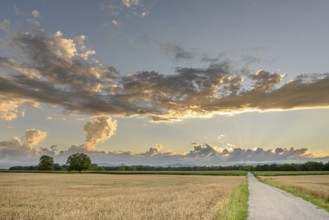 Cereal field in the French countryside