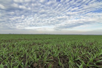Winter wheat seedlings and blue sky. Young wheat in field. Young wheat seedlings growing in a field