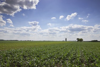 Young Green Corn Growing on the Field. Young Corn Plants