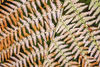 Orange colored fern in a forest in autumn. Vosges, France