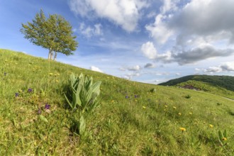 Isolated trees at the top of the Vosges mountains. France