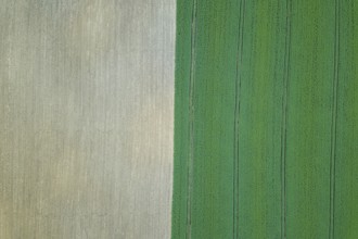 Rapeseed green field in spring, Agricultural land, Aerial View