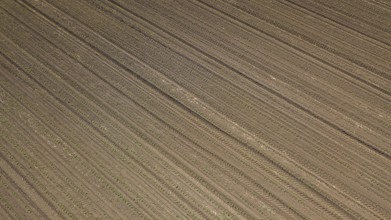 Aerial view of corn field. Top View spring corn field