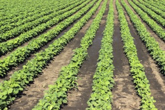 Young green soy plants with large leaves grow in the field