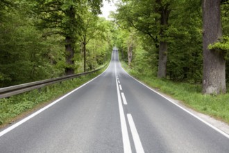 Road through the Primeval forest Urwald Sababurg, Hofgeismar, Weser Uplands, Weserbergland, Hesse,