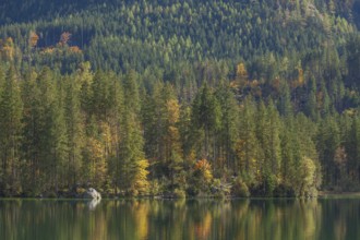 Hintersee with forest in autumn, Ramsau, Berchtesgaden, Berchtesgadener Land, Upper Bavaria,