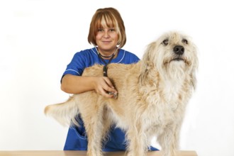 Young veterinarian with a dog on a light background