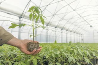Tomato Seedling in the hand of agriculture, with visible root