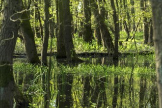 Landscape in Springtime at the Dümmer lake in Germany