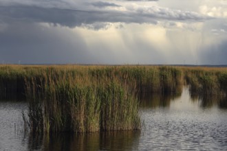 Lake Neusiedl National Park, rain front