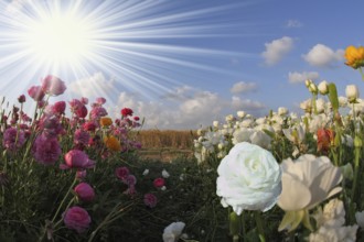 Gorgeous white flower in a large field of buttercup