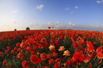 Blossoming field of bright red buttercups on sunrise