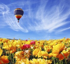 Beautiful spring weather, beautiful big balloon flies over the field. The huge field of white, red