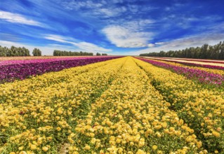 The huge field of spring buttercups. Long stripes of yellow, red and purple flowers. Clouds fly in