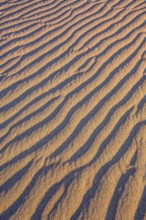 Mesquite Flat Sand Dunes - dunes in Death Valley, USA. Magical desert morning. The sand lies in