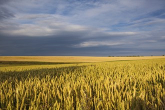 Summer evening landscape with wheat field in Central Bohemian Uplands, Czech Republic
