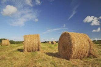 Drying rolls with hay in landscape