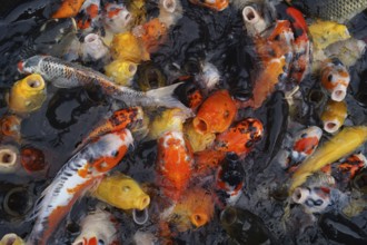 Carp of image. Shooting Location: Yokohama-city kanagawa prefecture