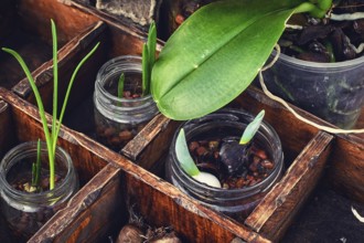 Sprouts germinated plants in spring in a stylish wooden box